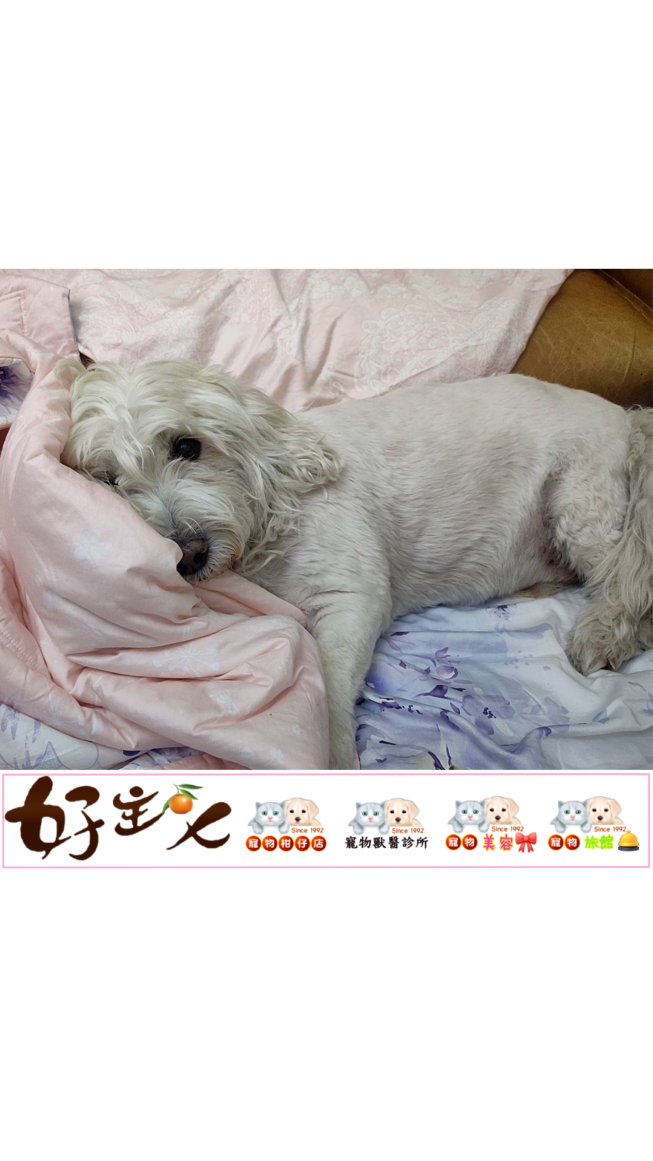 好主人寵物台中元老店