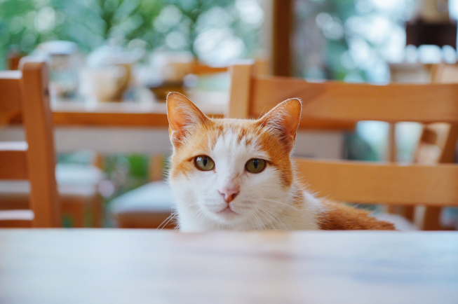 雙峰草堂 銅鑼燒專賣店