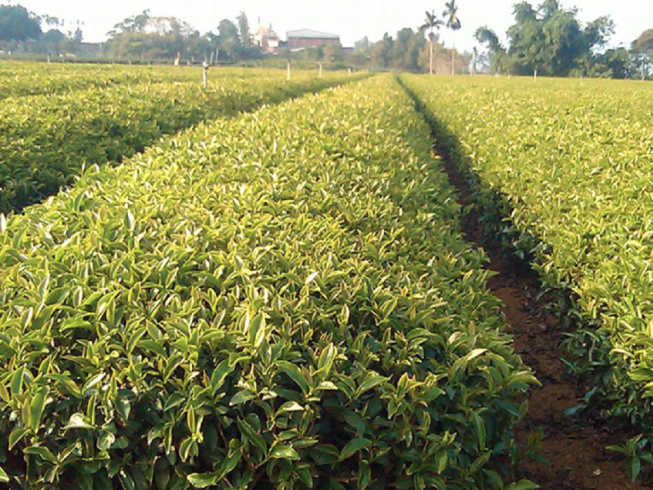 南山茶業國際有限公司