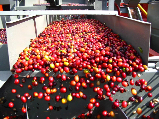 Catamona 卡塔摩納