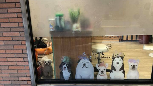 張小豬寵物美容坊