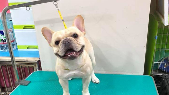 張小豬寵物美容坊