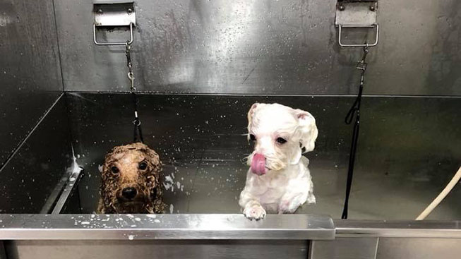 張小豬寵物美容坊