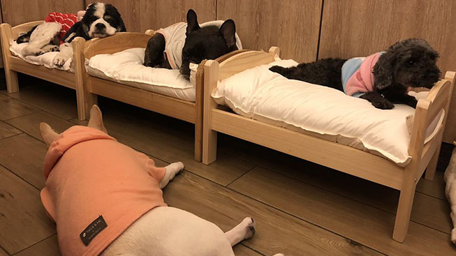 快樂尾巴寵物旅館