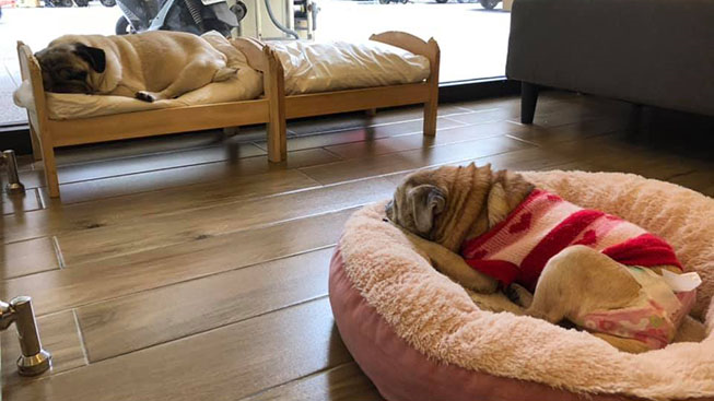 快樂尾巴寵物旅館