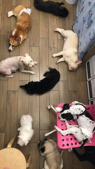 快樂尾巴寵物旅館