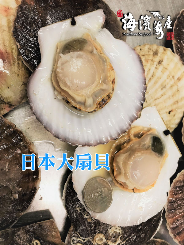 A16.日本大扇貝